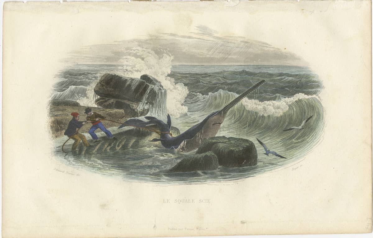 Le Squale Scie (Sawfish), Hand-Colored Engraving, 1840