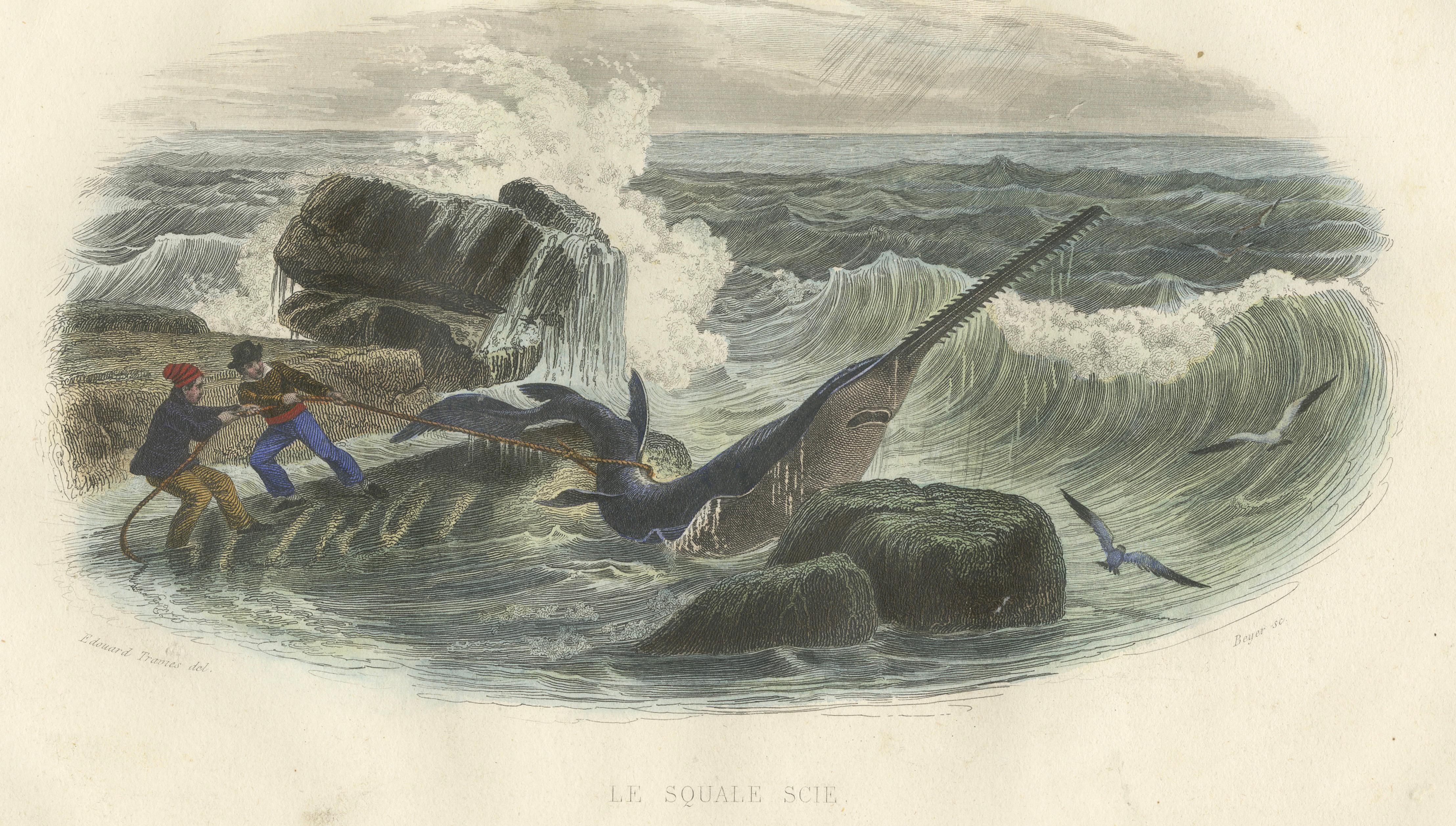 Le Squale Scie (Sawfish), Hand-Colored Engraving, 1840
