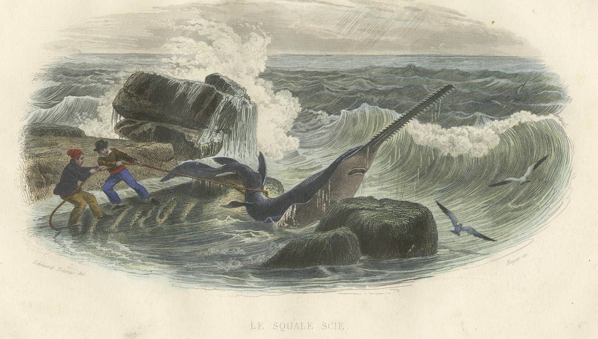 Le Squale Scie (Sawfish), Hand-Colored Engraving, 1840