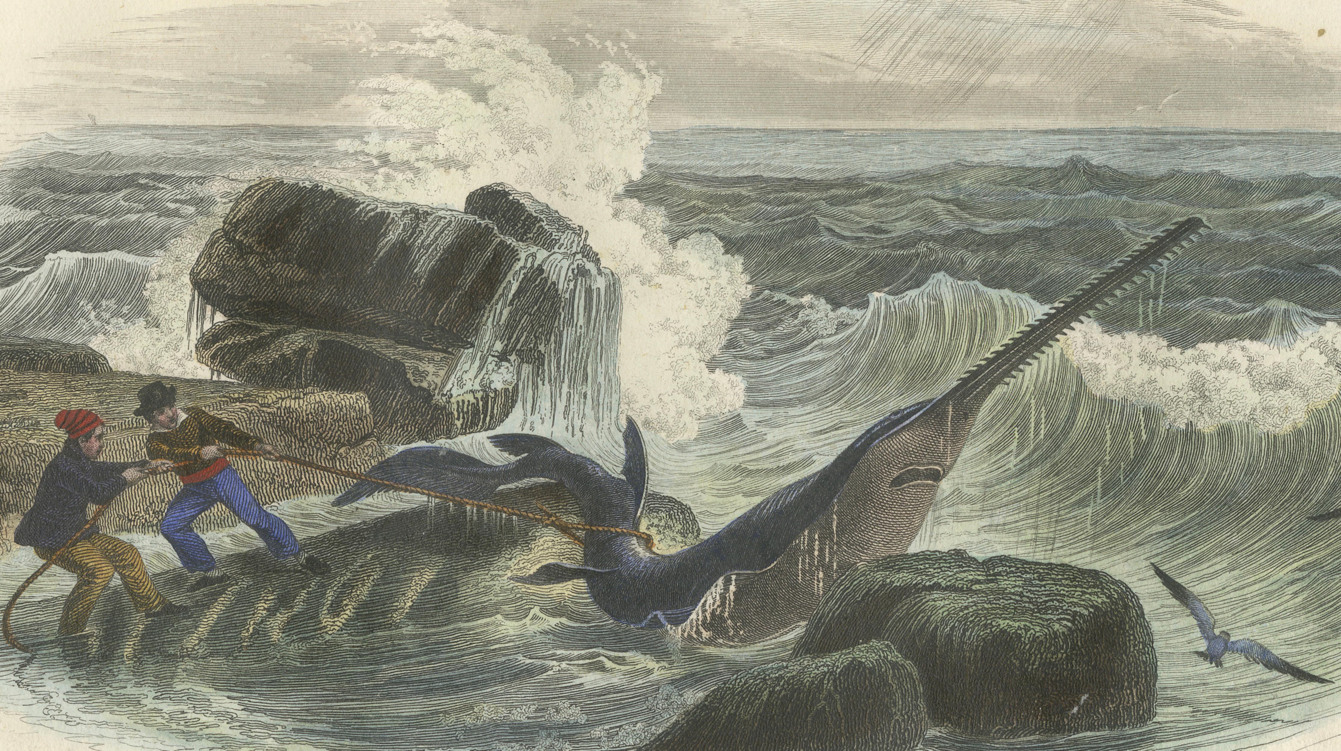 Le Squale Scie (Sawfish), Hand-Colored Engraving, 1840