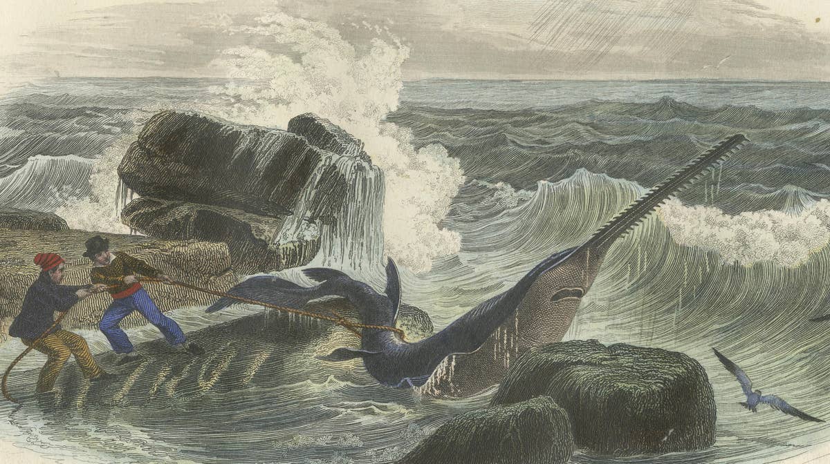 Le Squale Scie (Sawfish), Hand-Colored Engraving, 1840