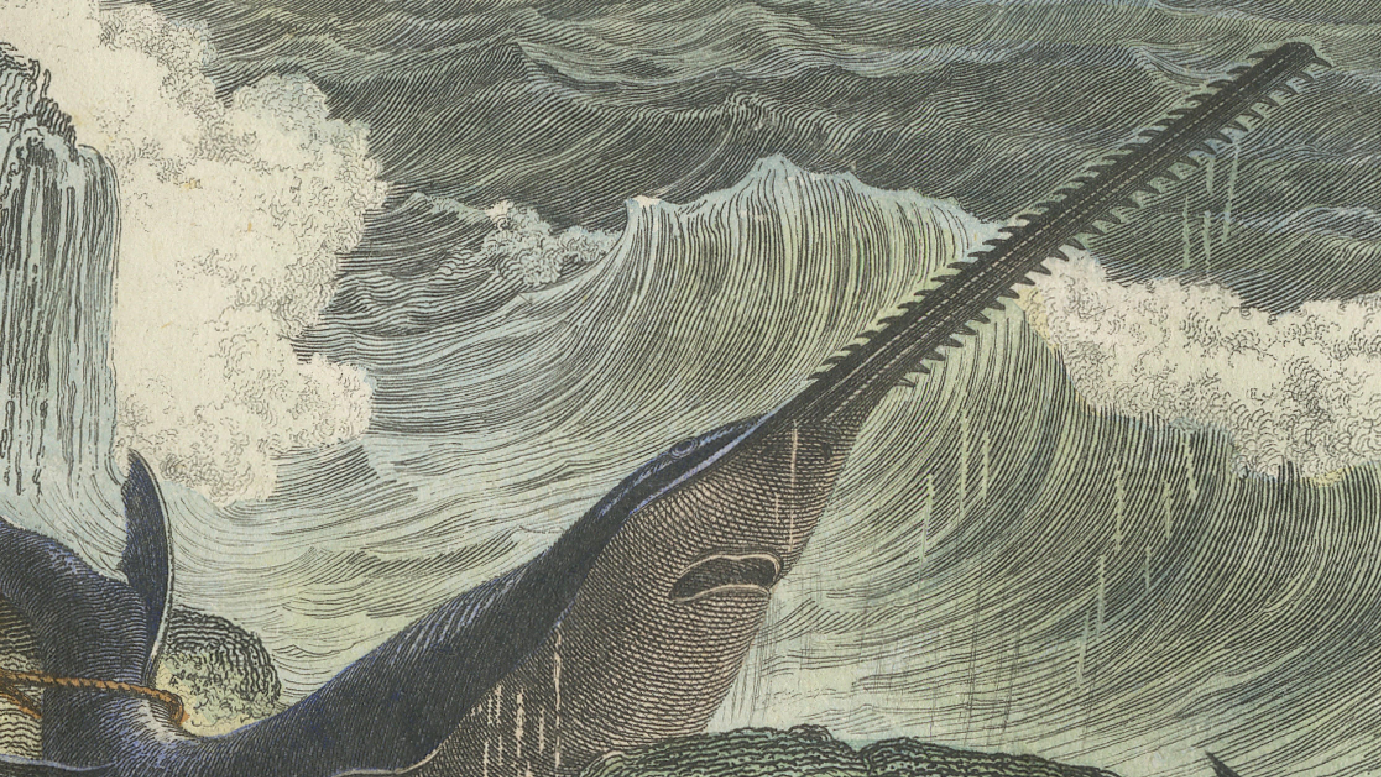 Le Squale Scie (Sawfish), Hand-Colored Engraving, 1840