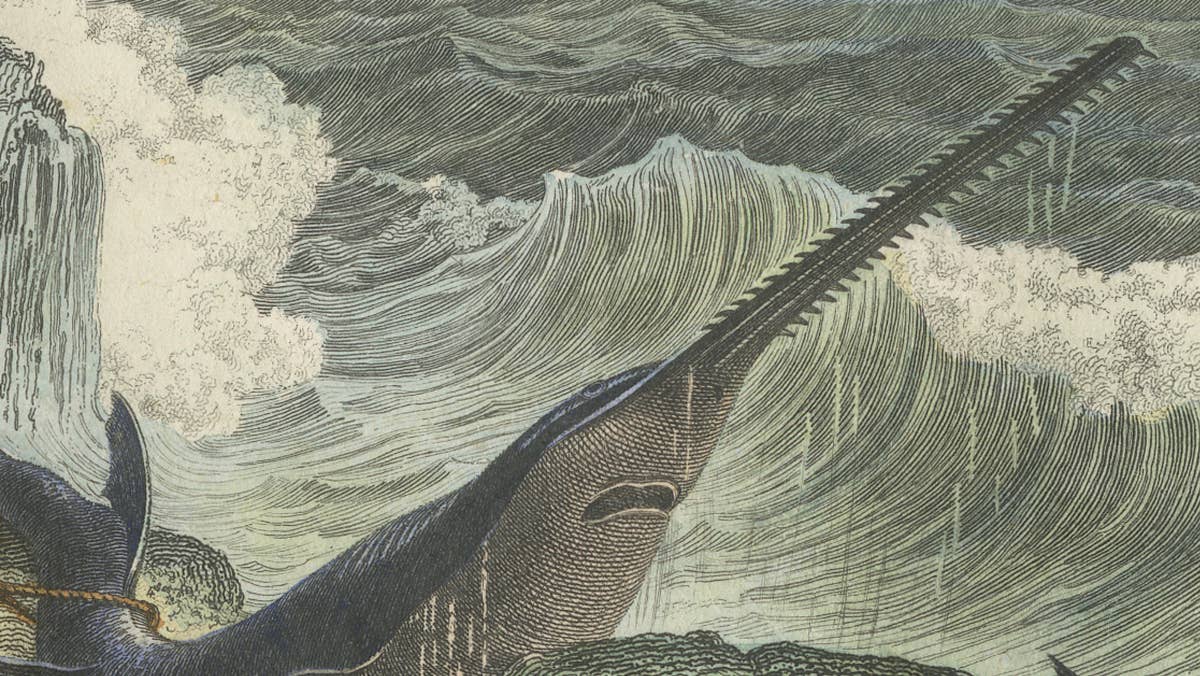 Le Squale Scie (Sawfish), Hand-Colored Engraving, 1840