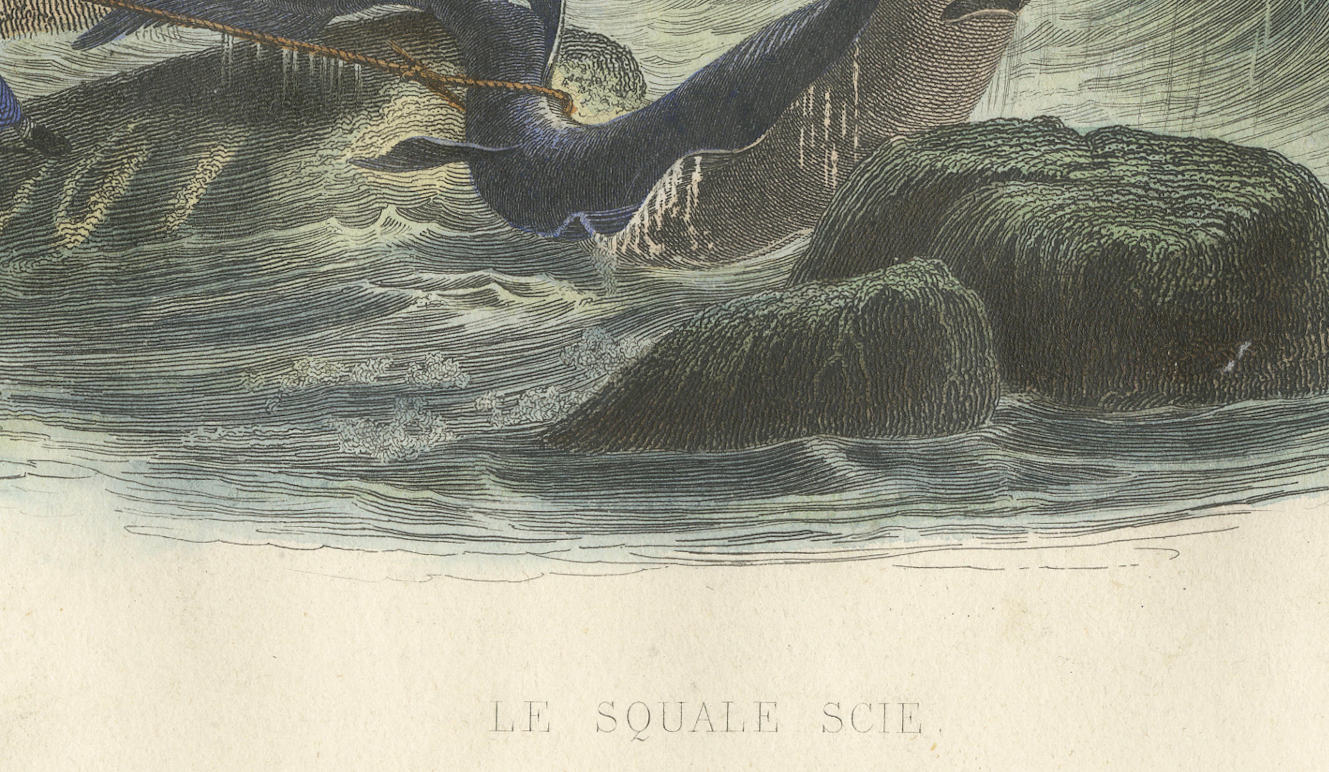 Le Squale Scie (Sawfish), Hand-Colored Engraving, 1840