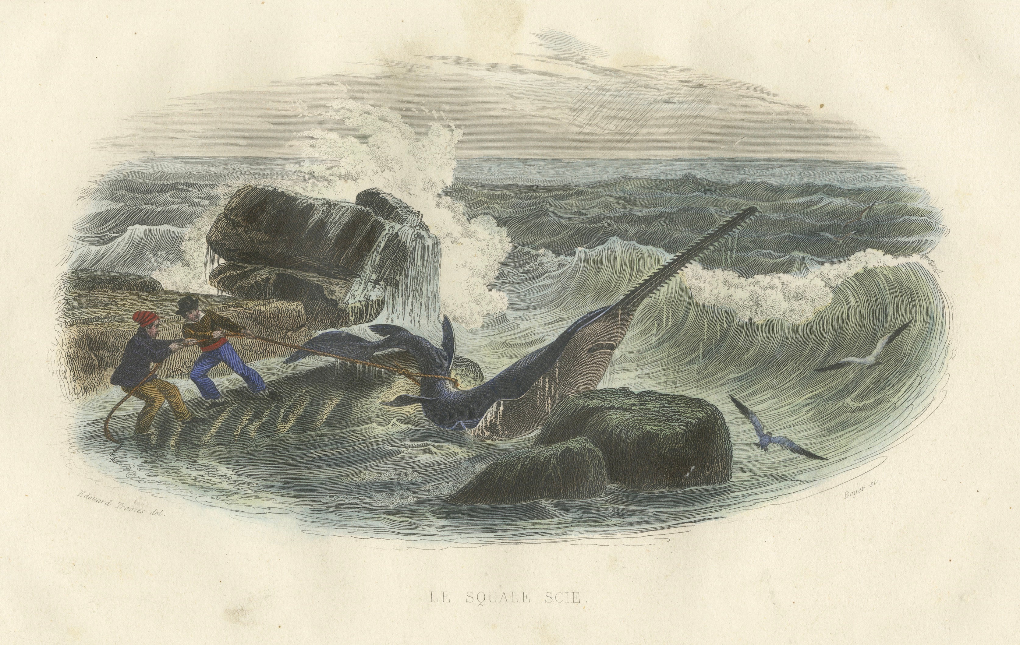 Le Squale Scie (Sawfish), Hand-Colored Engraving, 1840