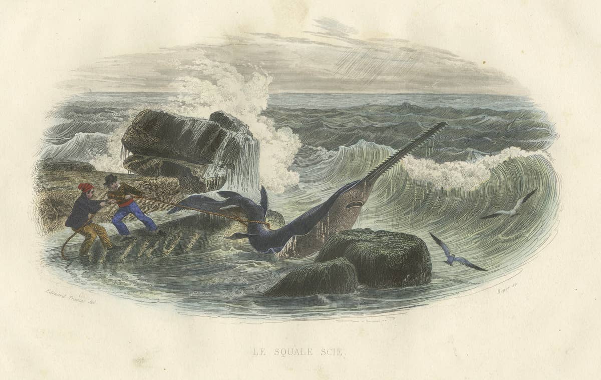 Le Squale Scie (Sawfish), Hand-Colored Engraving, 1840