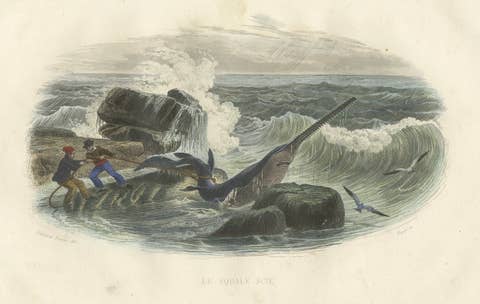 Le Squale Scie (Sawfish), Hand-Colored Engraving, 1840