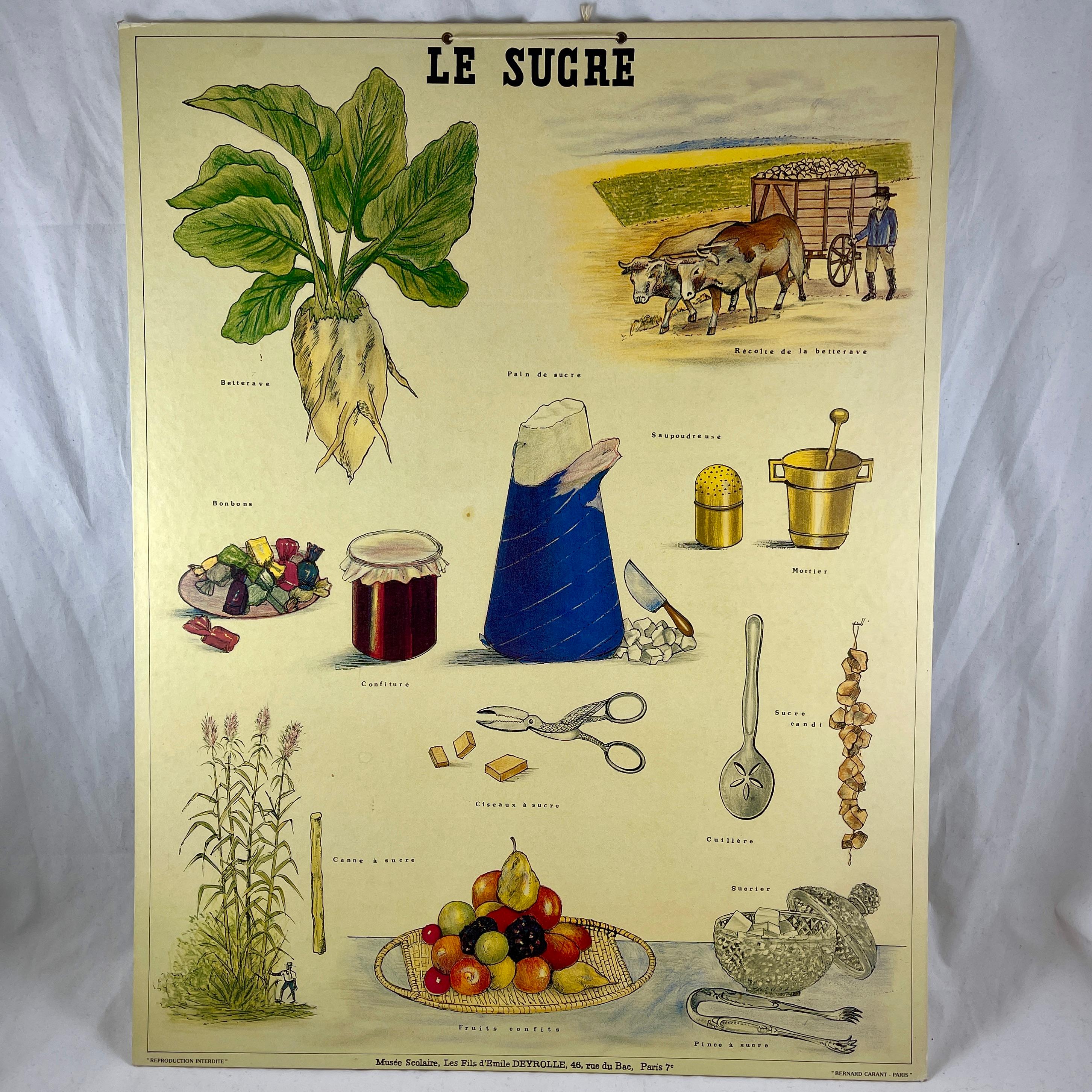 Le Sucre, a mounted, offset printed lithograph illustrated by the French naturalist, Émile Deyrolle – printed for the classroom by Bernard Carant, Paris, France, circa 1930s-1940s.

This is a high quality, original Carant printing, not a