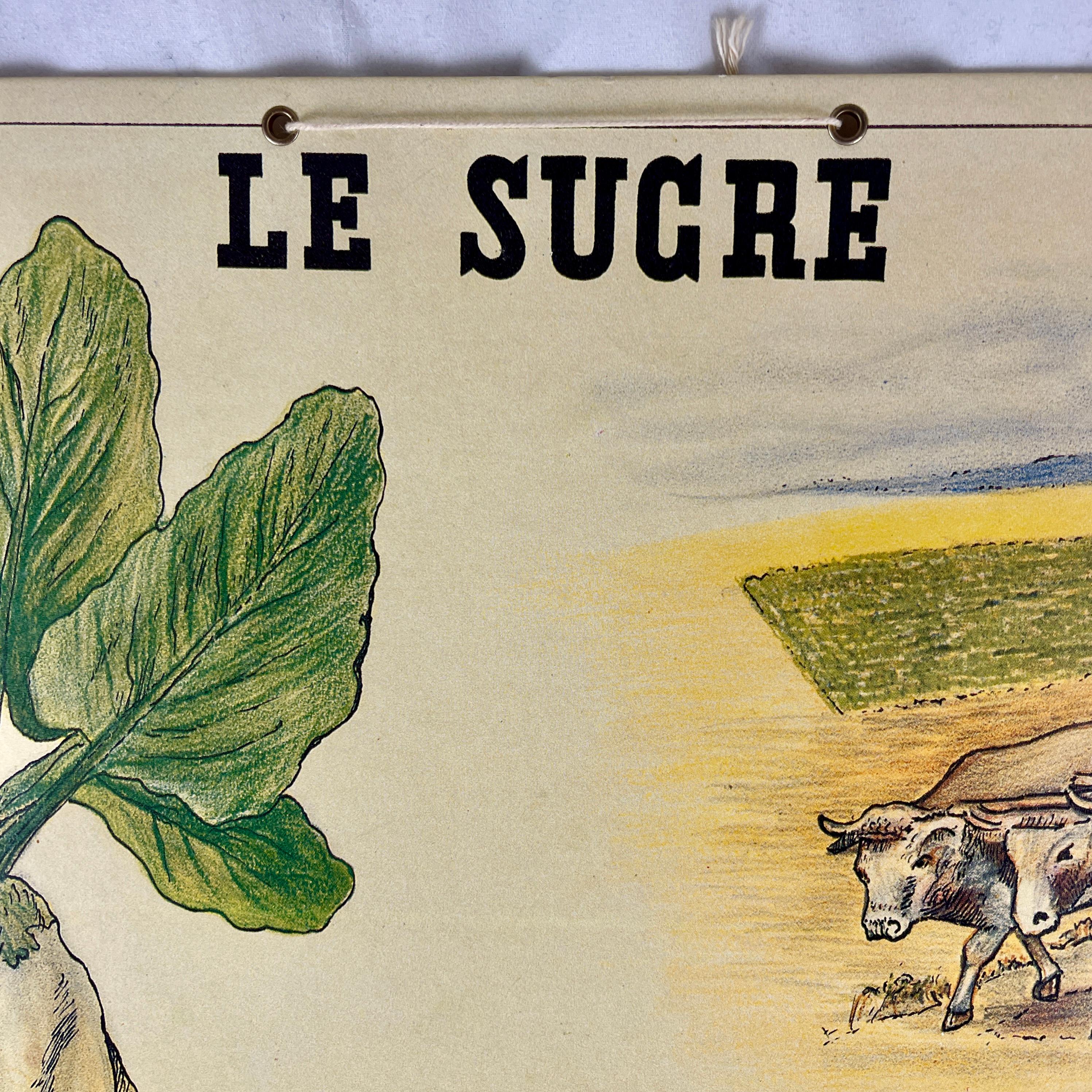 Le Sucre, Original Émile Deyrolle Französisch montiert & hängend Offset-Lithographie (Französische Provence) im Angebot