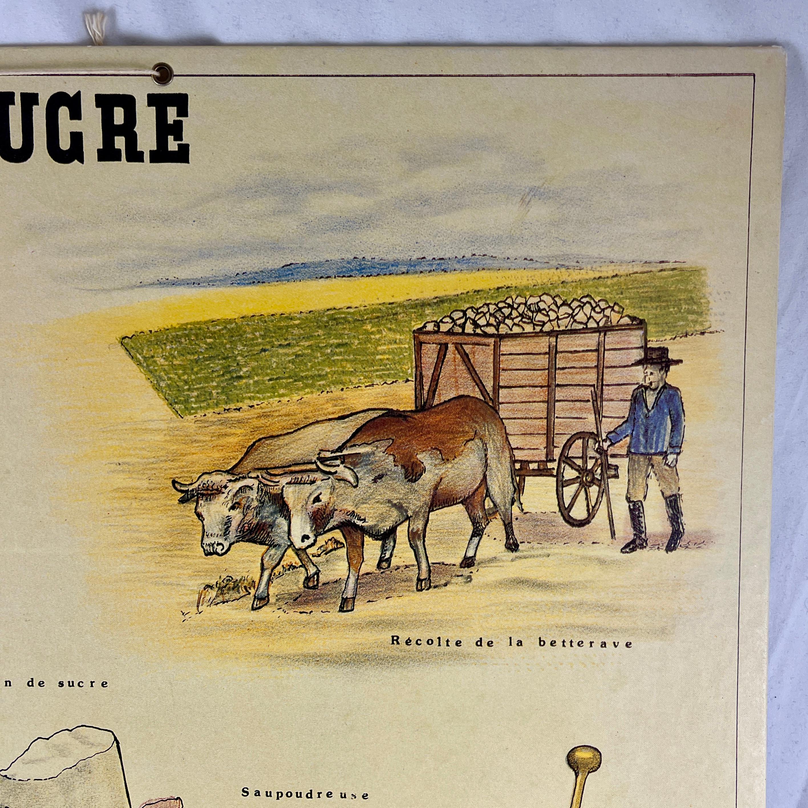 Le Sucre, Original Émile Deyrolle Französisch montiert & hängend Offset-Lithographie (Papier) im Angebot