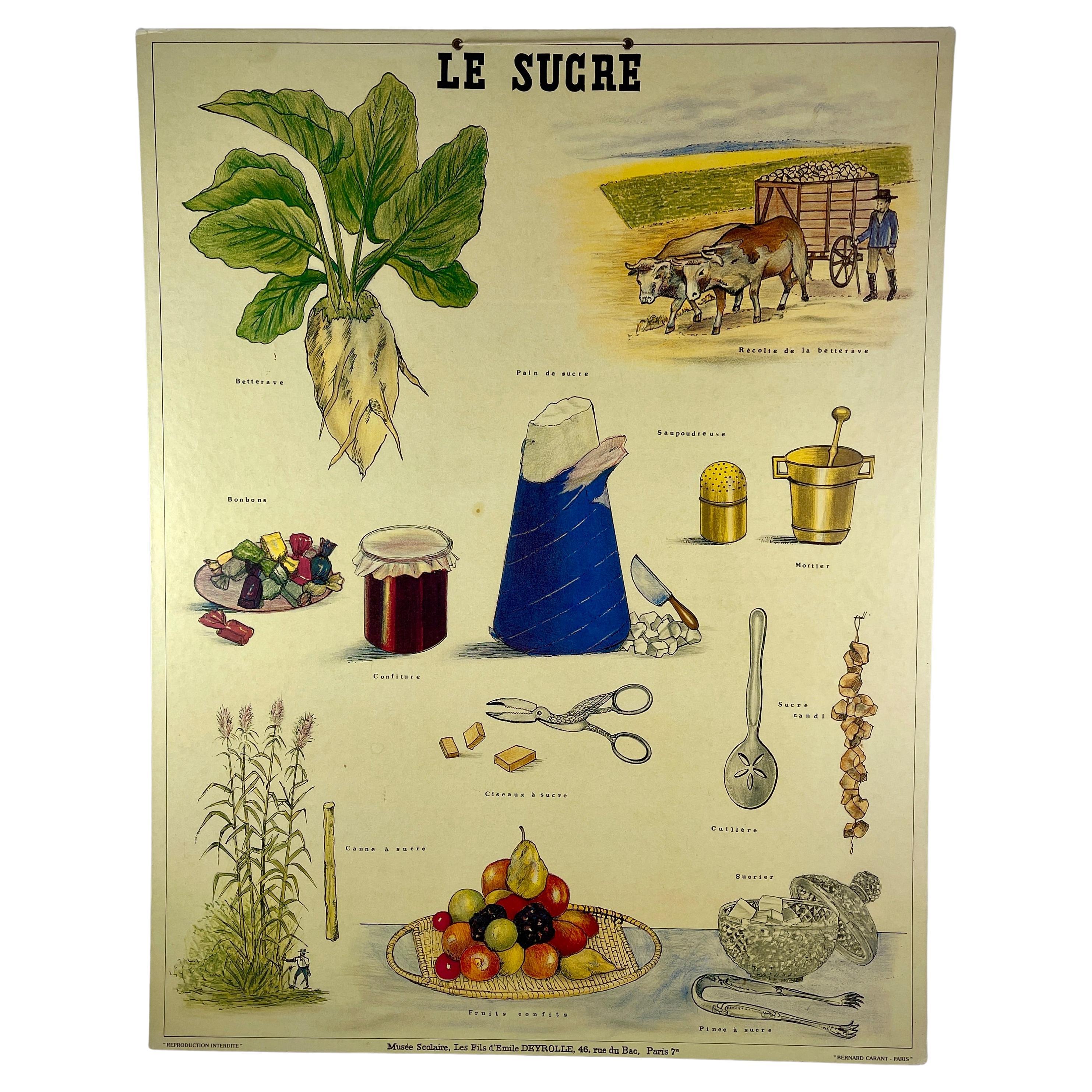 Le Sucre, Original Émile Deyrolle French Mounted & Hanging Offset Lithograph For Sale