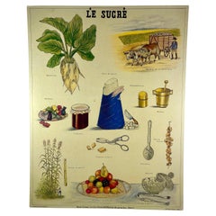 Vintage Le Sucre, Original Émile Deyrolle French Mounted & Hanging Offset Lithograph
