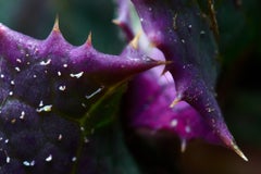 "Romance de hojas", edición limitada, fotografía abstracta de Marko Milić