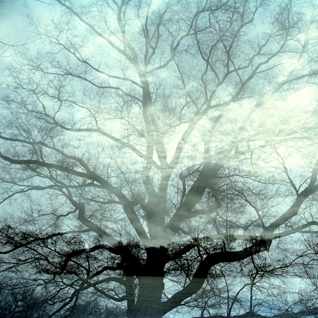 Leah Oates Landscape Photograph - Transitory Space, Prospect Park, Brooklyn, NYC, Winter Tree # 2