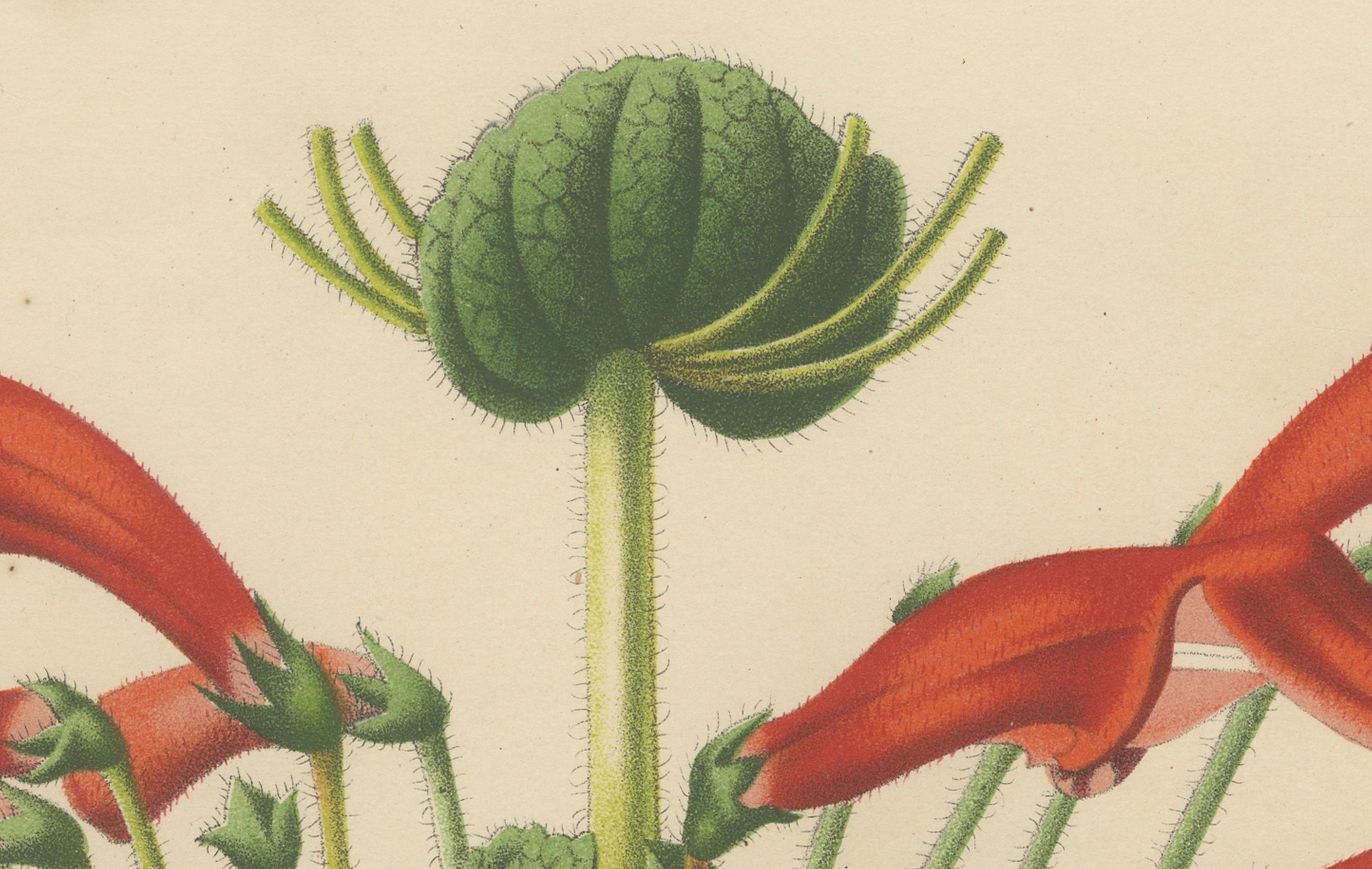 The botanical print depicts Dircaea blashii (sometimes labeled as Dircaea or Dirca), a unique flowering plant known for its distinctive, red, tube-shaped flowers which are grouped in a circular, almost parasol-like arrangement around a central,
