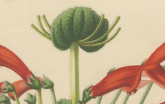 Leatherwood Splendor: A Tropical Display of Dircaea Blashii, Published in 1875