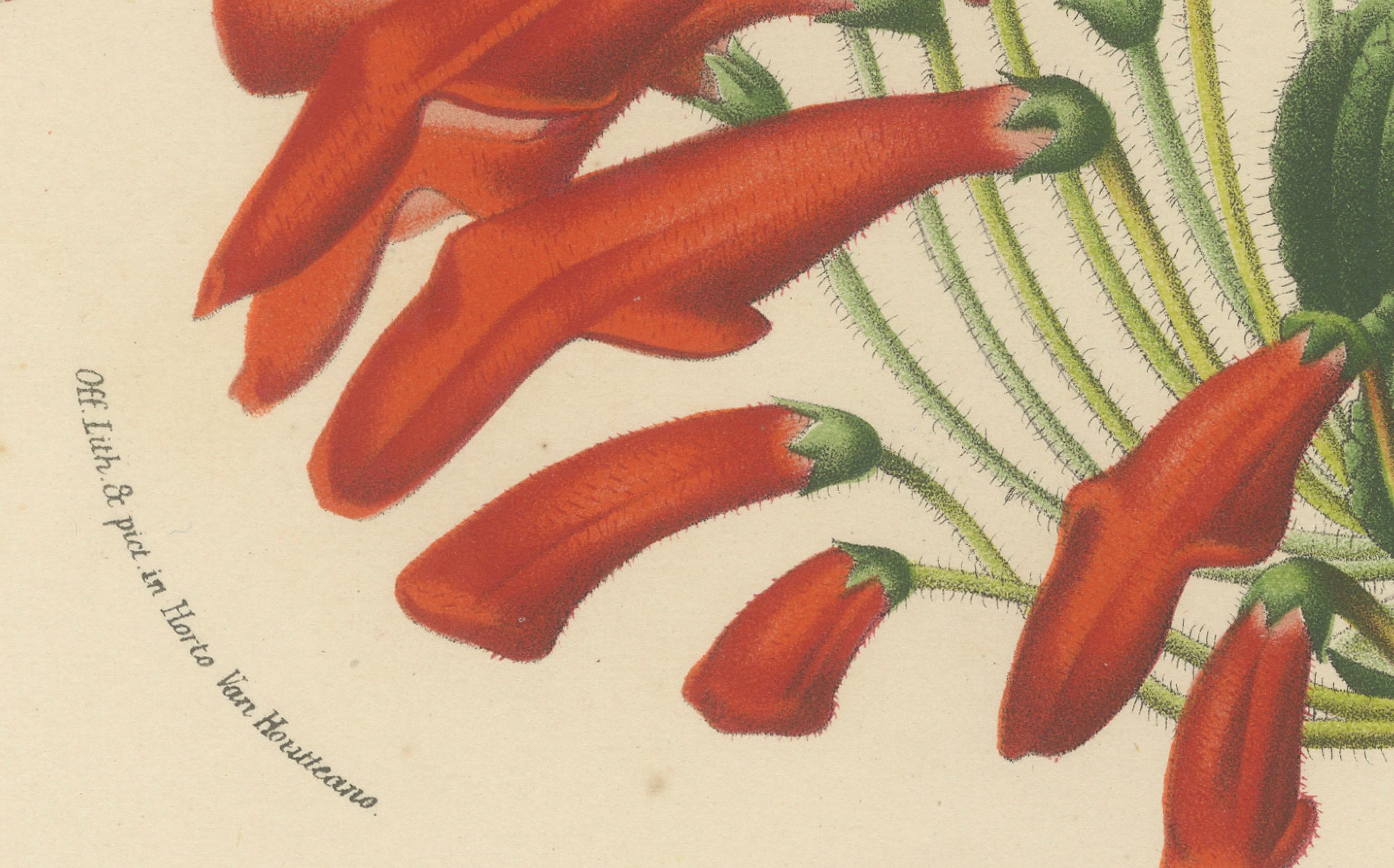 Leatherwood Splendor: A Tropical Display of Dircaea Blashii, Published in 1875 In Good Condition For Sale In Langweer, NL