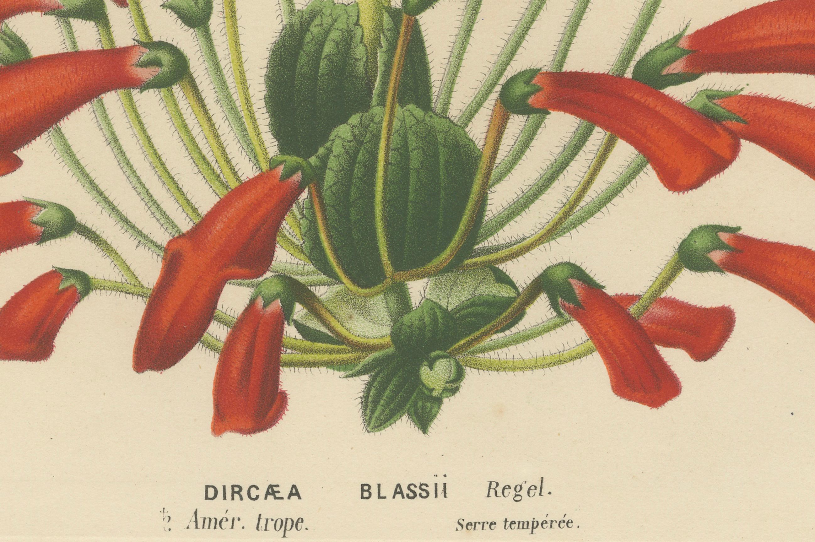 Late 19th Century Leatherwood Splendor: A Tropical Display of Dircaea Blashii, Published in 1875 For Sale