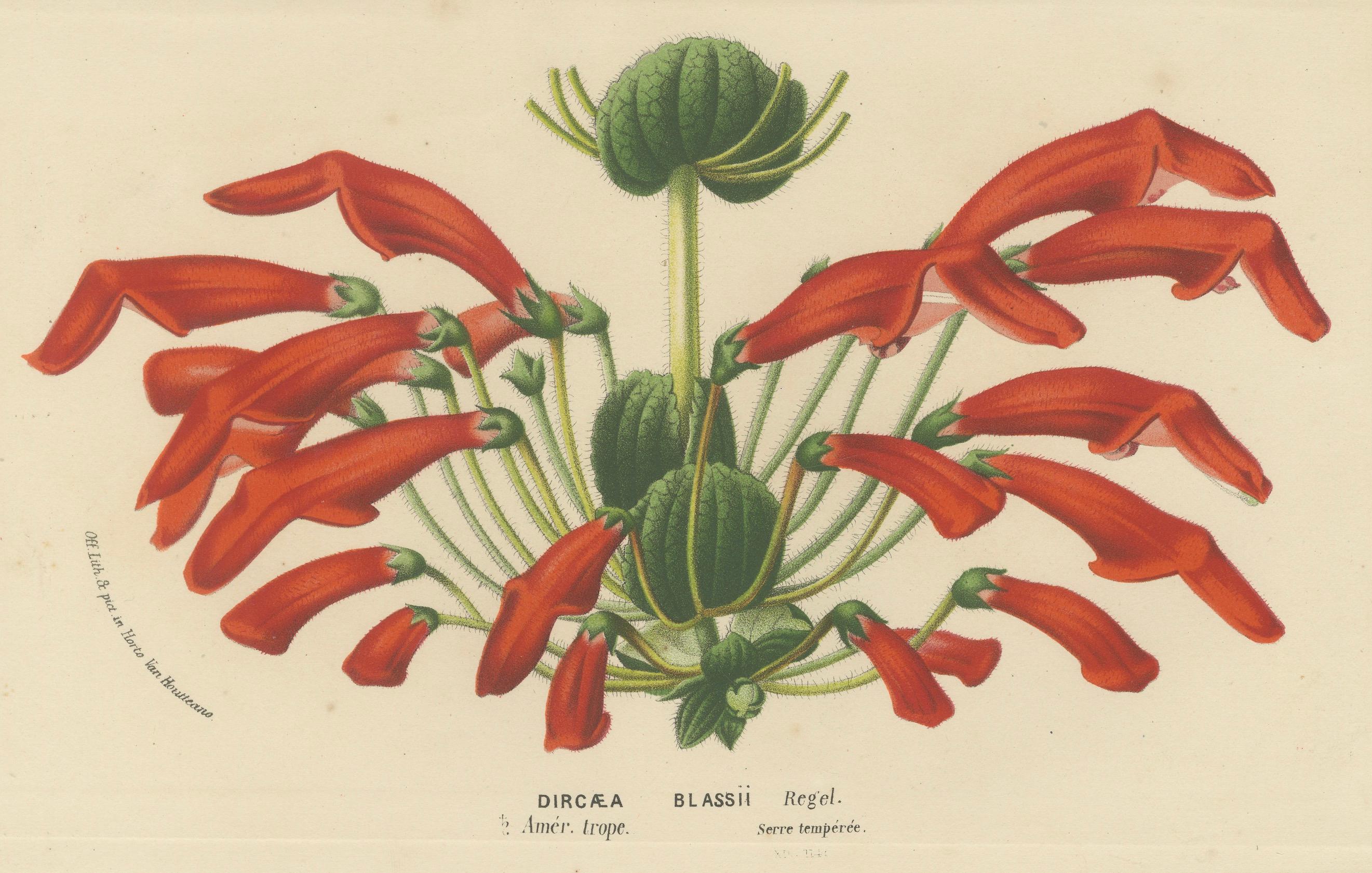Paper Leatherwood Splendor: A Tropical Display of Dircaea Blashii, Published in 1875 For Sale