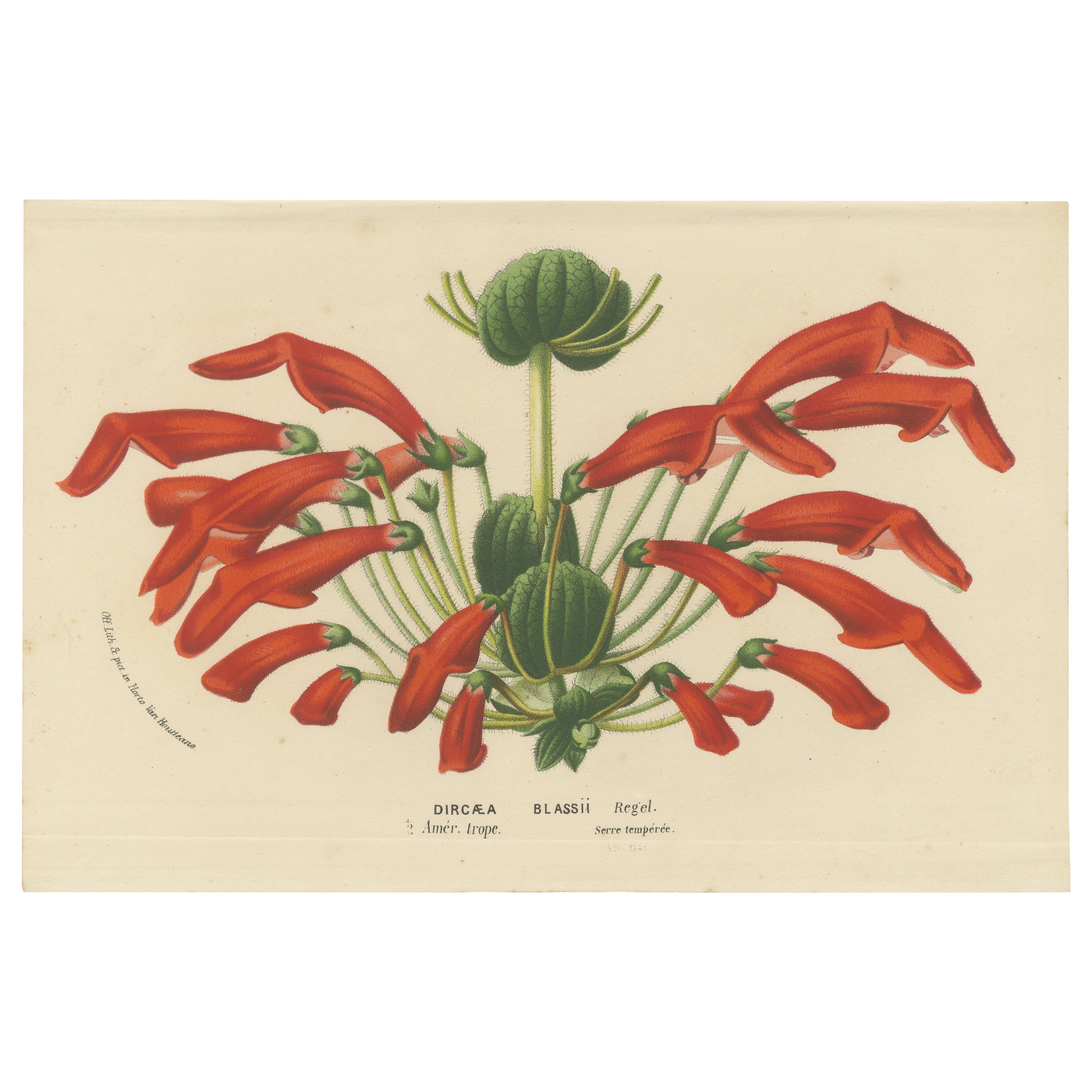 Leatherwood Splendor: A Tropical Display of Dircaea Blashii, Published in 1875 For Sale