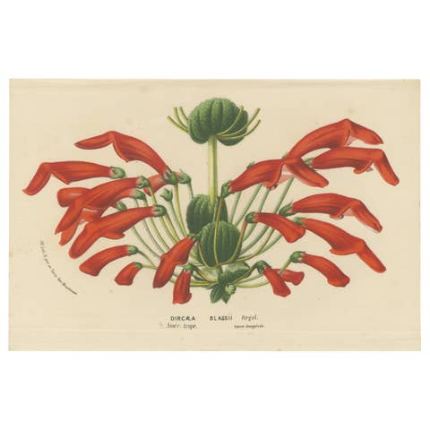 Leatherwood Splendor: A Tropical Display of Dircaea Blashii, Published in 1875
