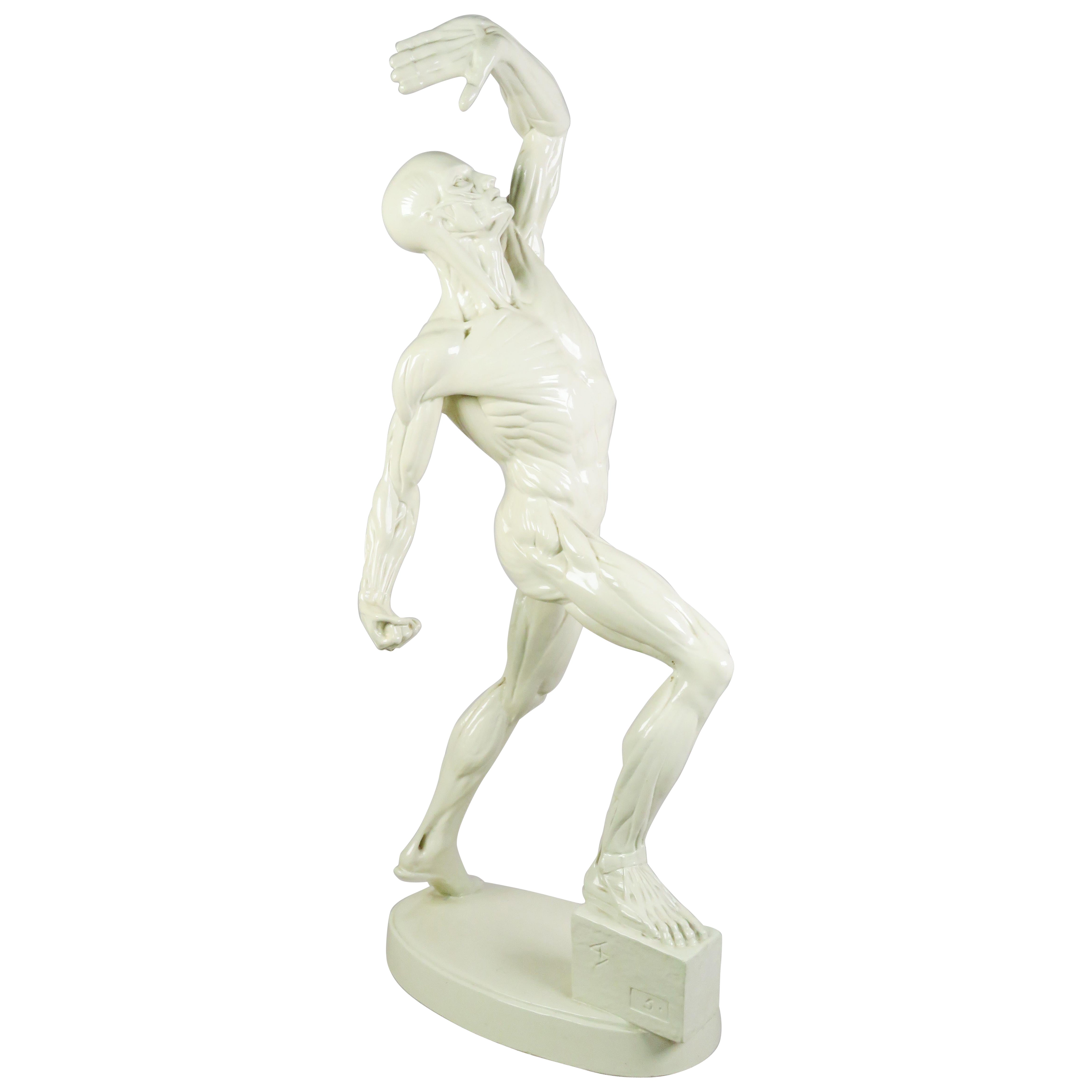 "L'Ecorche Combattant" Anatomical sculpture in patinated plaster For Sale