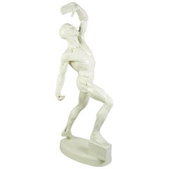 "L'Ecorche Combattant" Anatomical sculpture in patinated plaster