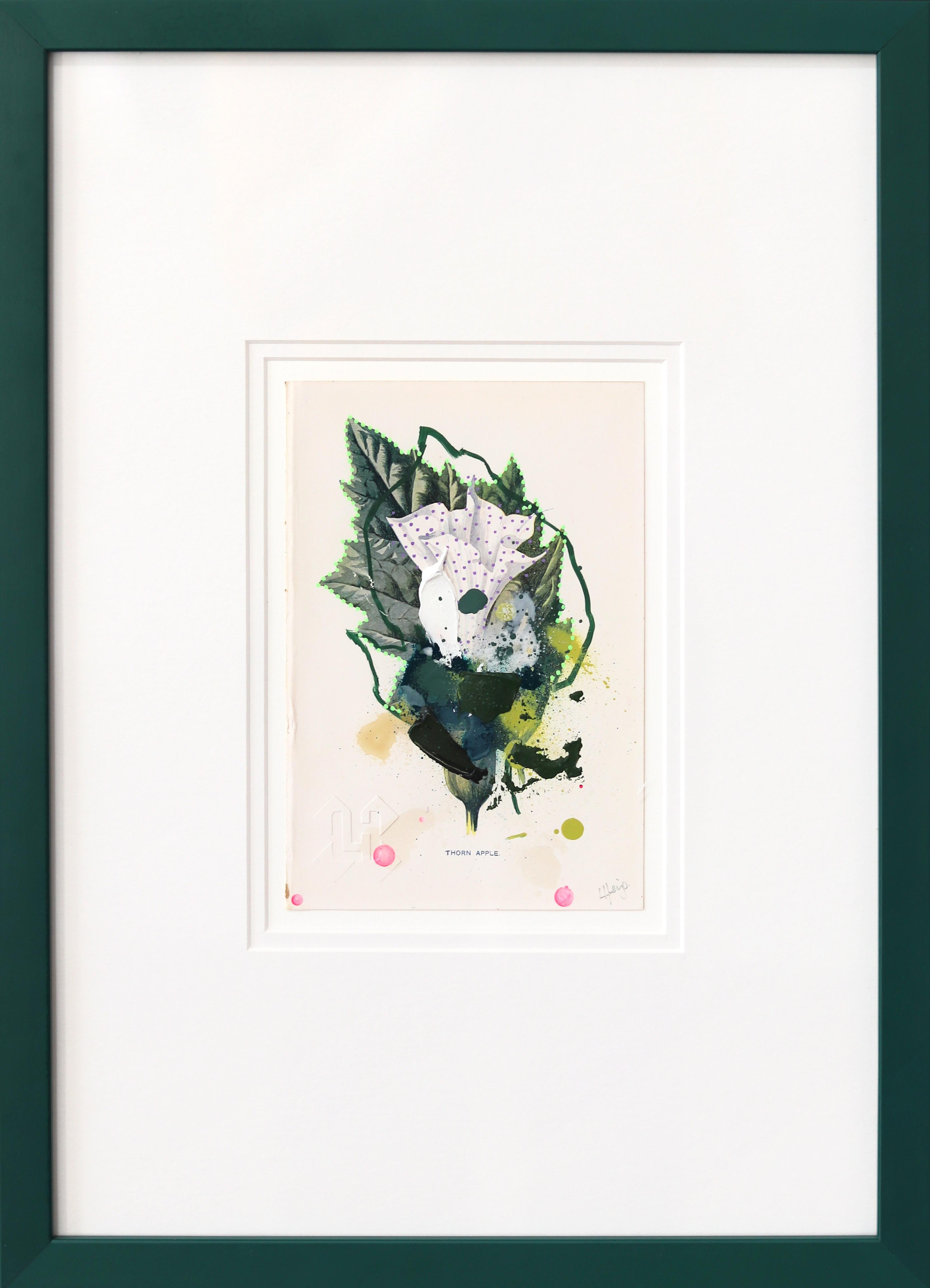 Thorn Apple - Abstraktes gerahmtes florales botanisches Kunstwerk auf antiker Buchseite