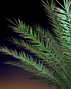 Being  - cool natural contemporary plant photograph, green and black (36x45)