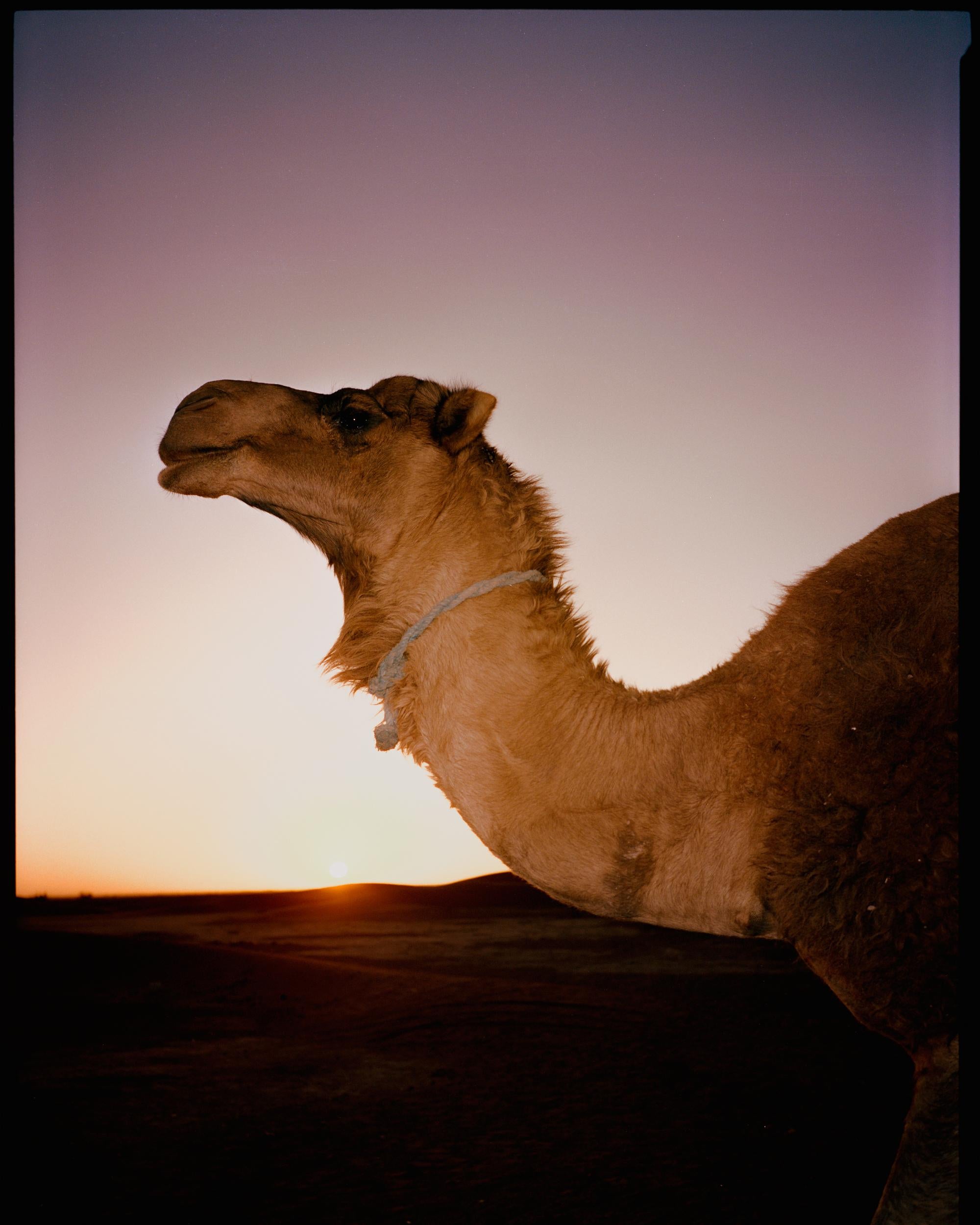 Desert Solitaire - contemporary landscape fine art photo, desert camel (24 x 30) - Print by Leeor Wild