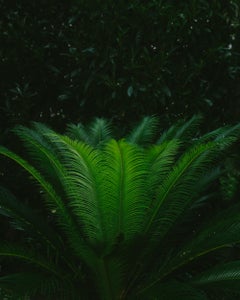 Lush Life - green natural contemporary plant photograph, green and black (24x30)