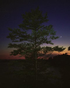 The Moon - contemporary landscape fine art photo, sunset tree silhouette