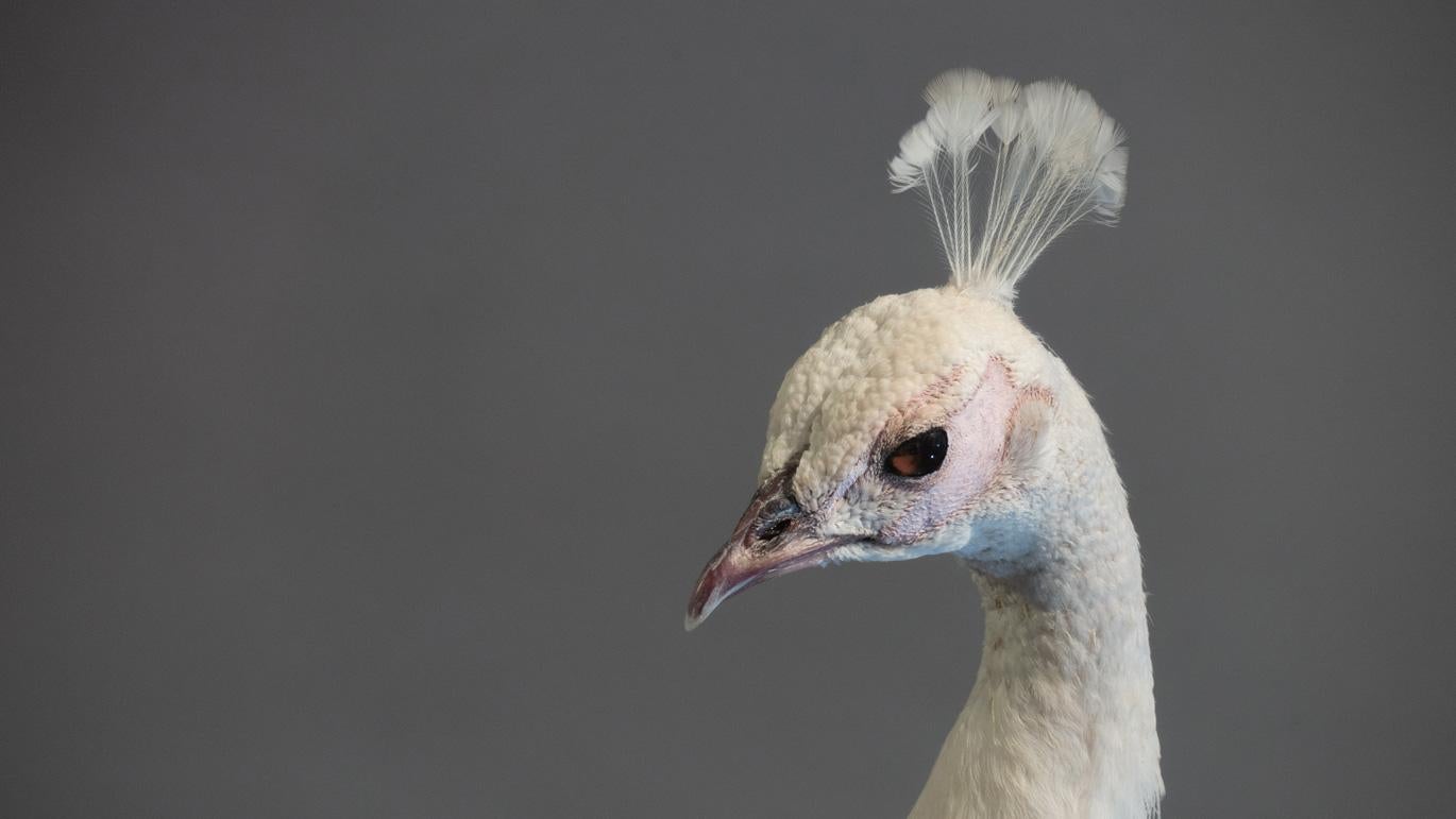 Taxidermy albino peacock, beautifully mounted on an oval, wooden base with removable tail for flexibility of placement.