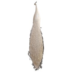 Left Facing Albino Taxidermy Peacock