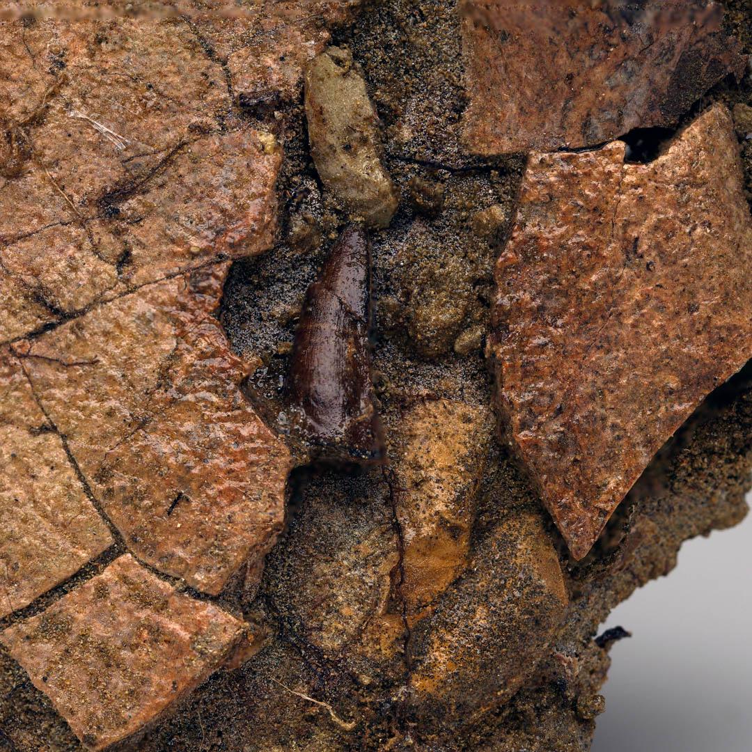 This extraordinary fossil specimen captures a dramatic moment from the Upper Cretaceous period 70 million years ago: a Leidyosuchus crocodilian tooth embedded in the fossilized shell of a Trionyx softshell turtle. This remarkable predator-prey