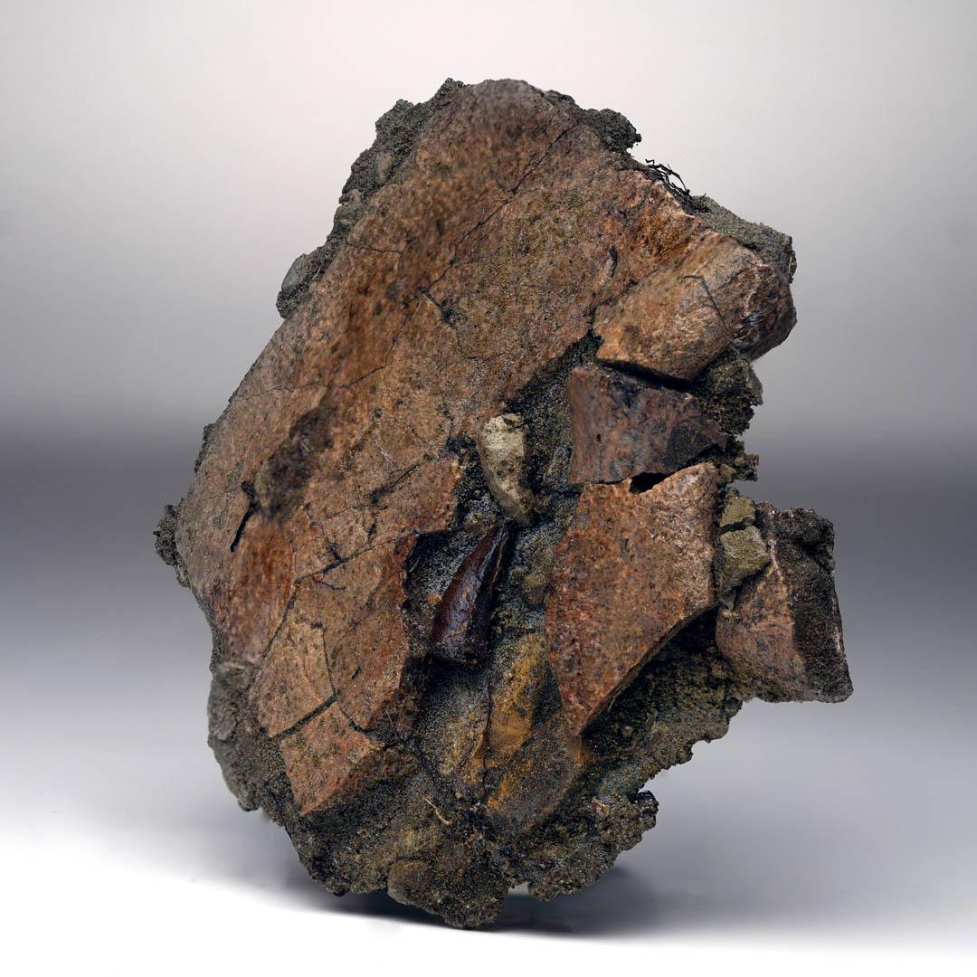 American Leidyosuchus (Crodilian) Tooth Biting Into Trionyx (Turtle) Shell For Sale