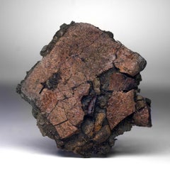 Fossil Crocodile Tooth imbedded Int Turtle Shell