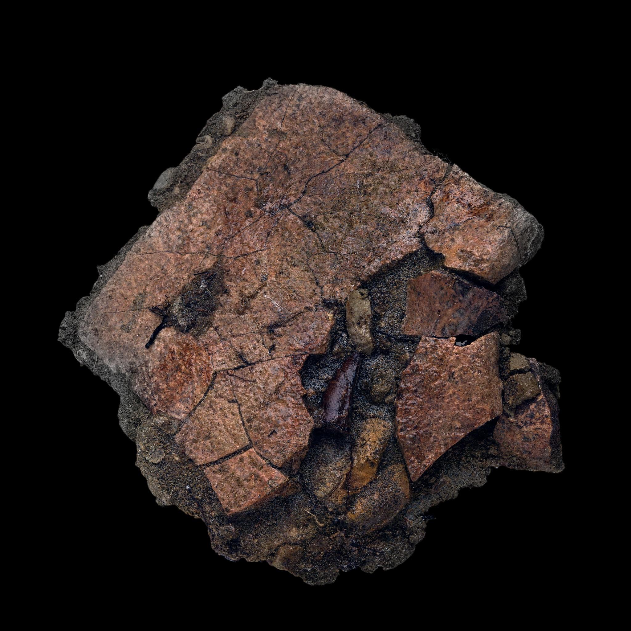 Other Leidyosuchus (Crodilian) Tooth Biting Into Trionyx (Turtle) Shell For Sale