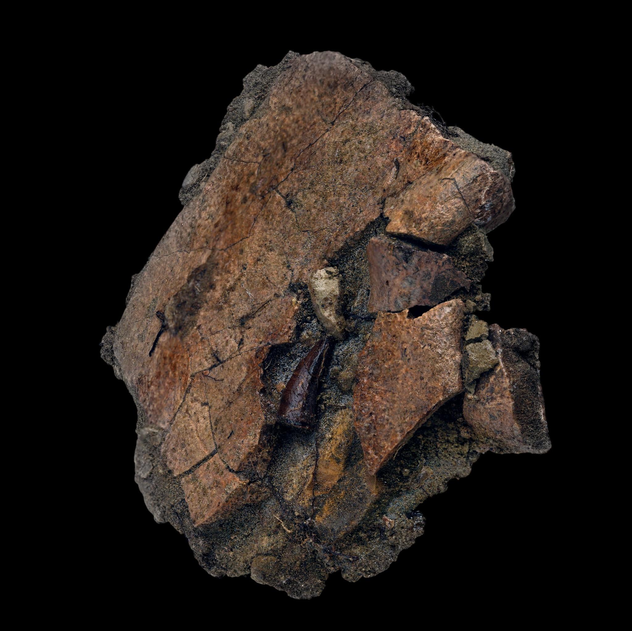 Leidyosuchus (Crodilian) Tooth Biting Into Trionyx (Turtle) Shell For Sale 1