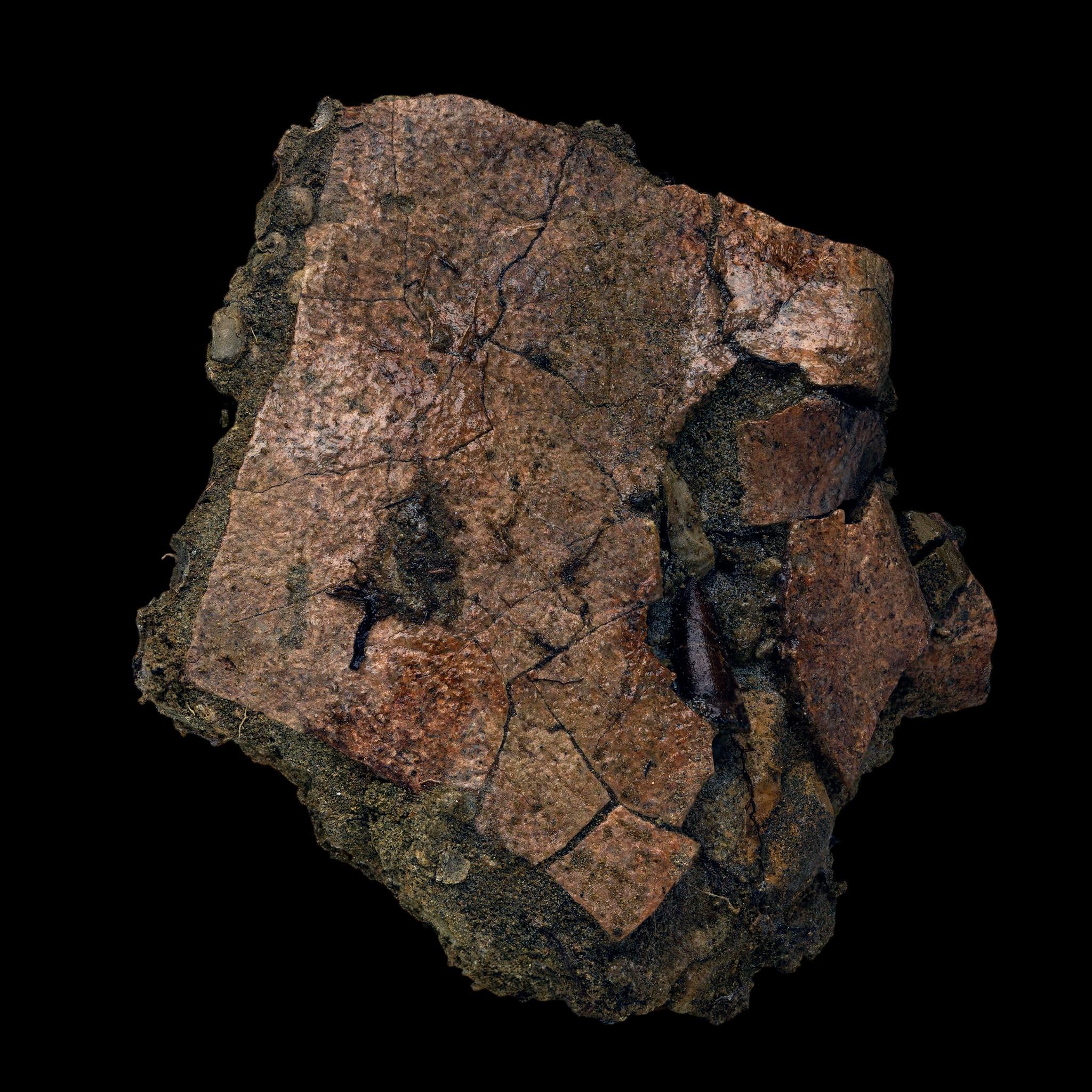 Leidyosuchus (Crodilian) Tooth Biting Into Trionyx (Turtle) Shell For Sale 2