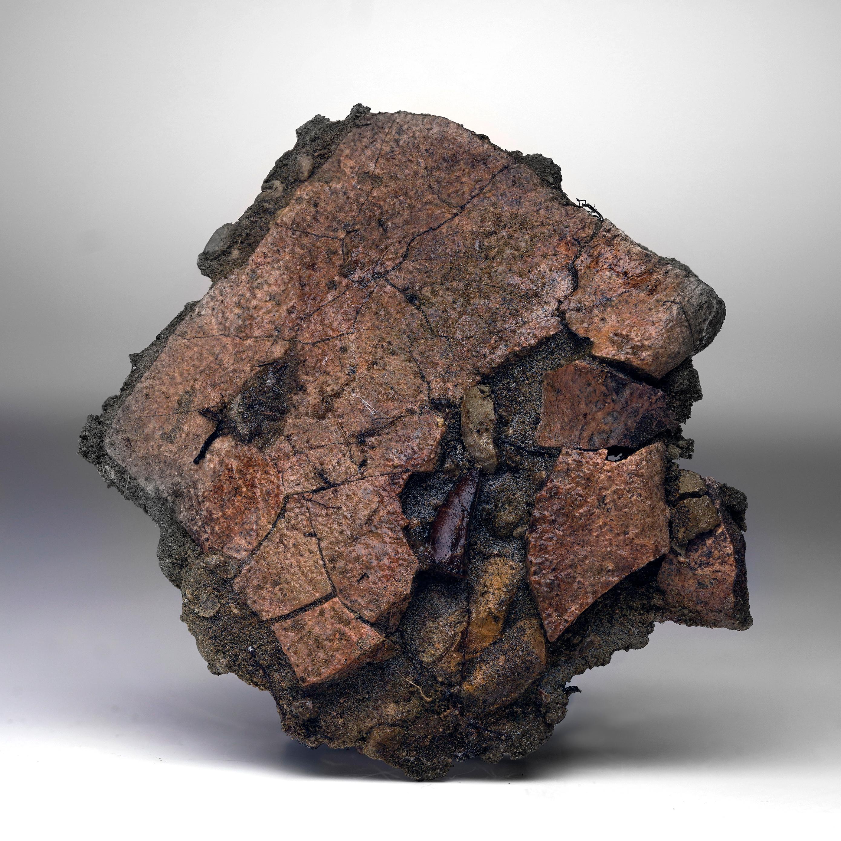 Leidyosuchus (Crodilian) Tooth Biting Into Trionyx (Turtle) Shell For Sale