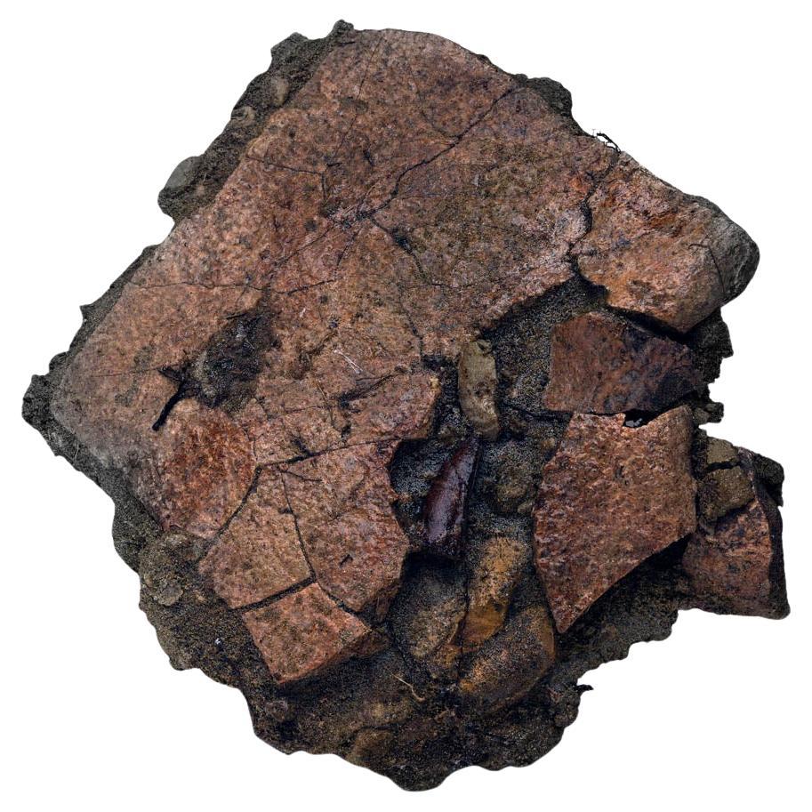 Leidyosuchus (Crodilian) Tooth Biting Into Trionyx (Turtle) Shell For Sale