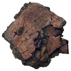 Antique Leidyosuchus (Crodilian) Tooth Biting Into Trionyx (Turtle) Shell