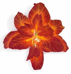 Amarilis II