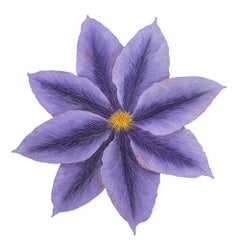 Clematis IV
