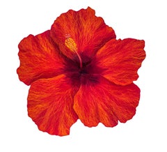 Hibiscus IX