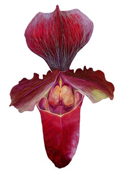 Lady Slipper 4