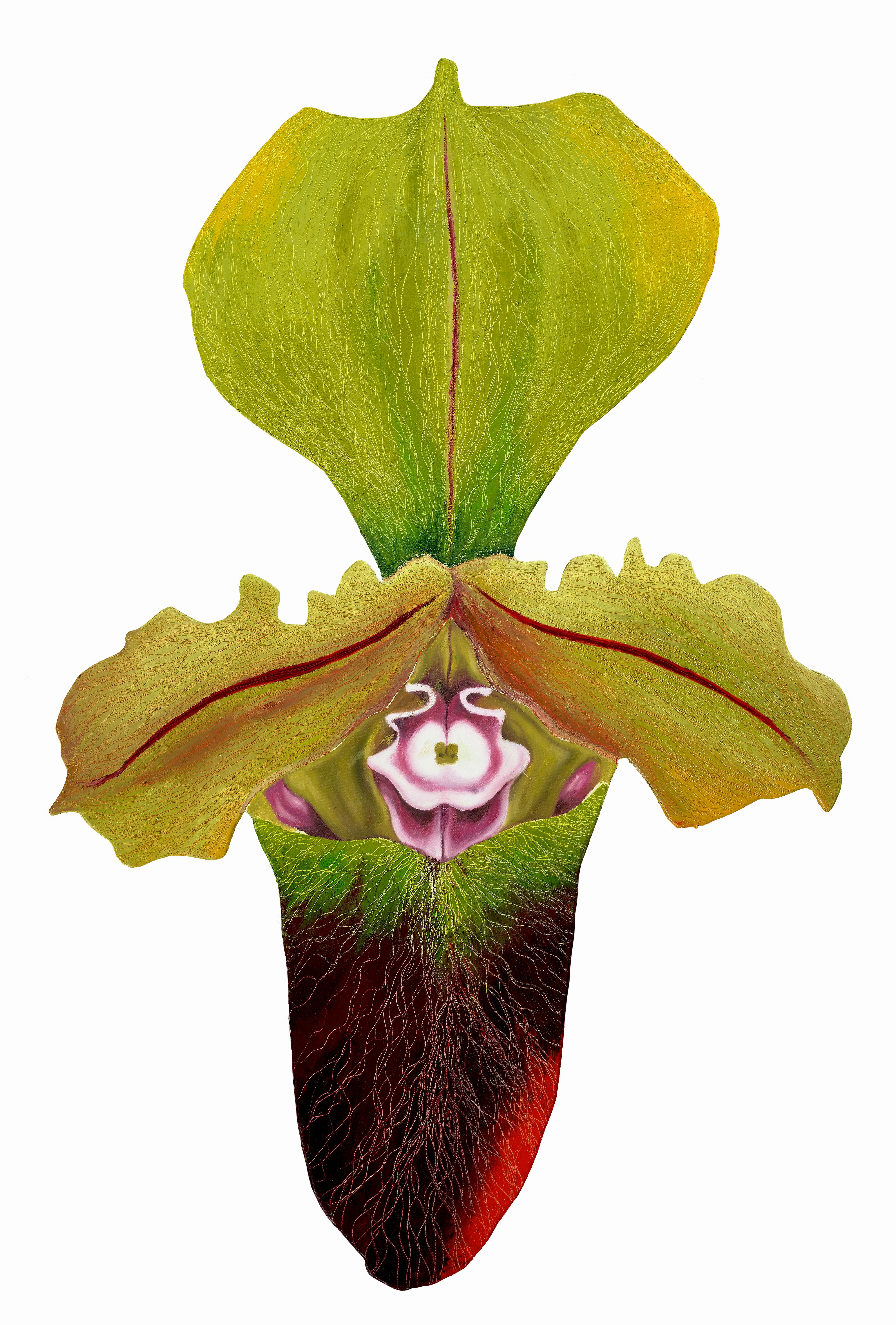 Lady Slipper 8