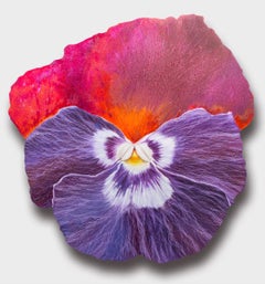 Pansy