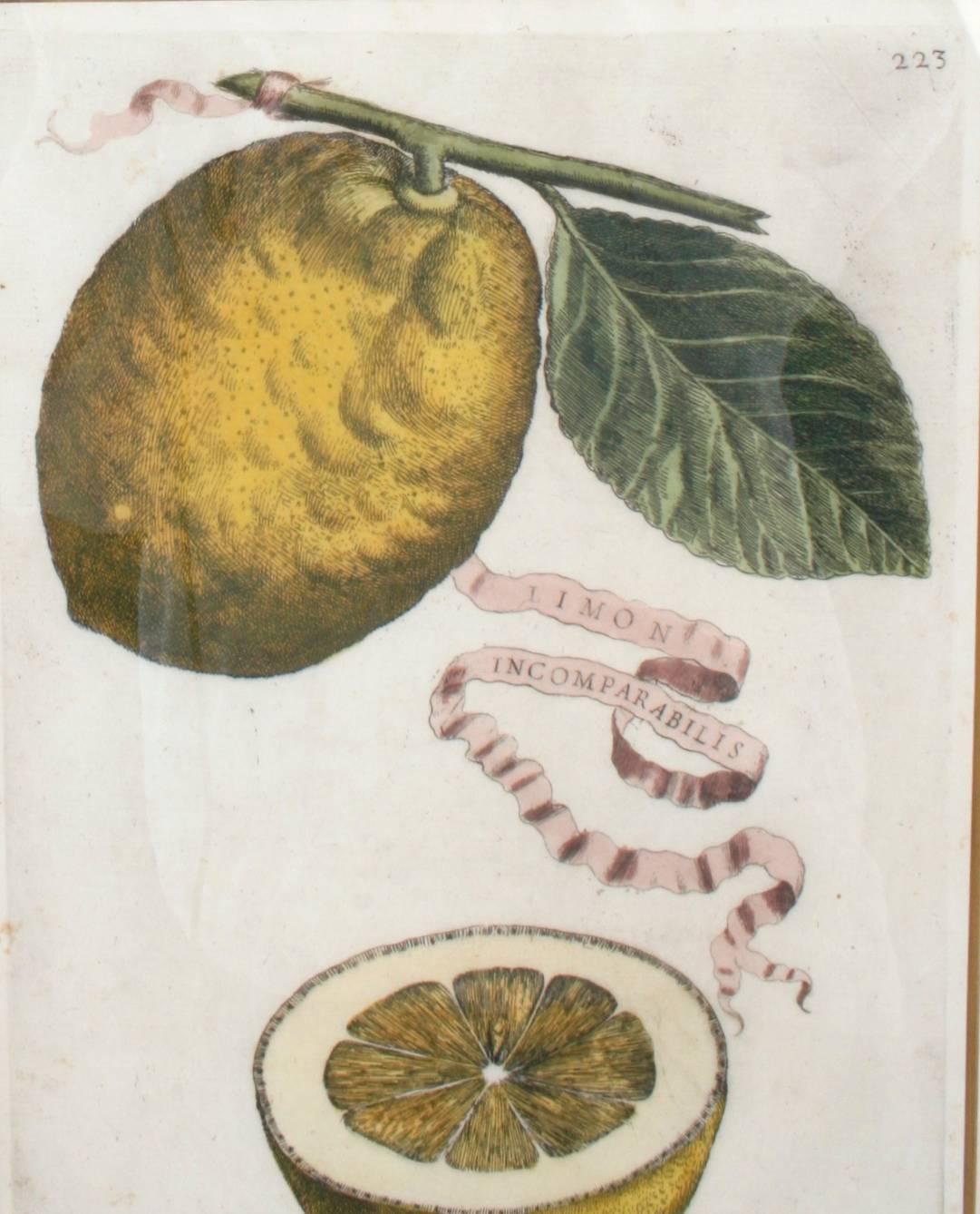 Gravures botaniques au citron colorées à la main attribuées à l'ouvrage de Giovanni Battista Ferrari intitulé 